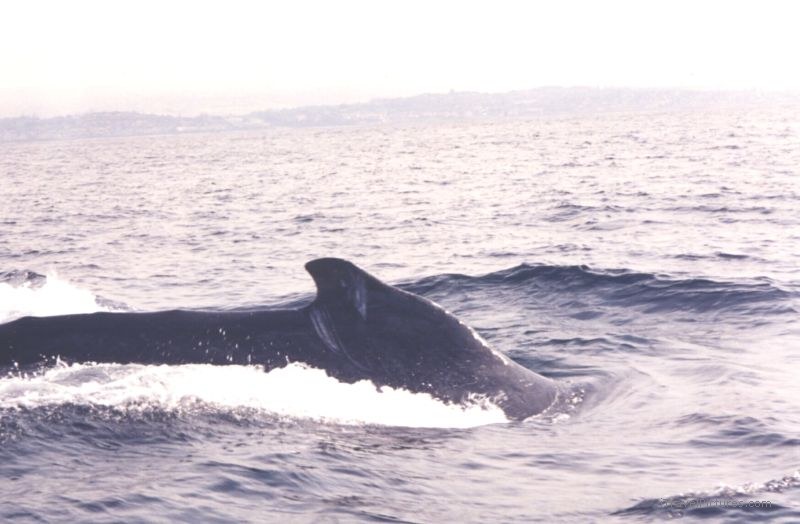 humpback whale Port Shepstone ocean